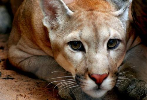 圣地亚哥FC双杀墨西哥美洲狮，美冠杯晋级之路回顾！